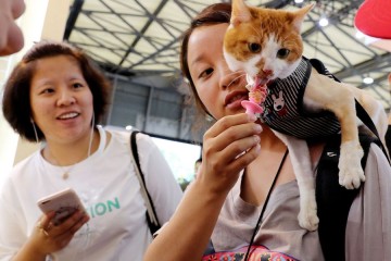 Les Chinois dépensent plus de 28 milliards de dollars pour les chats et chiens en 2019